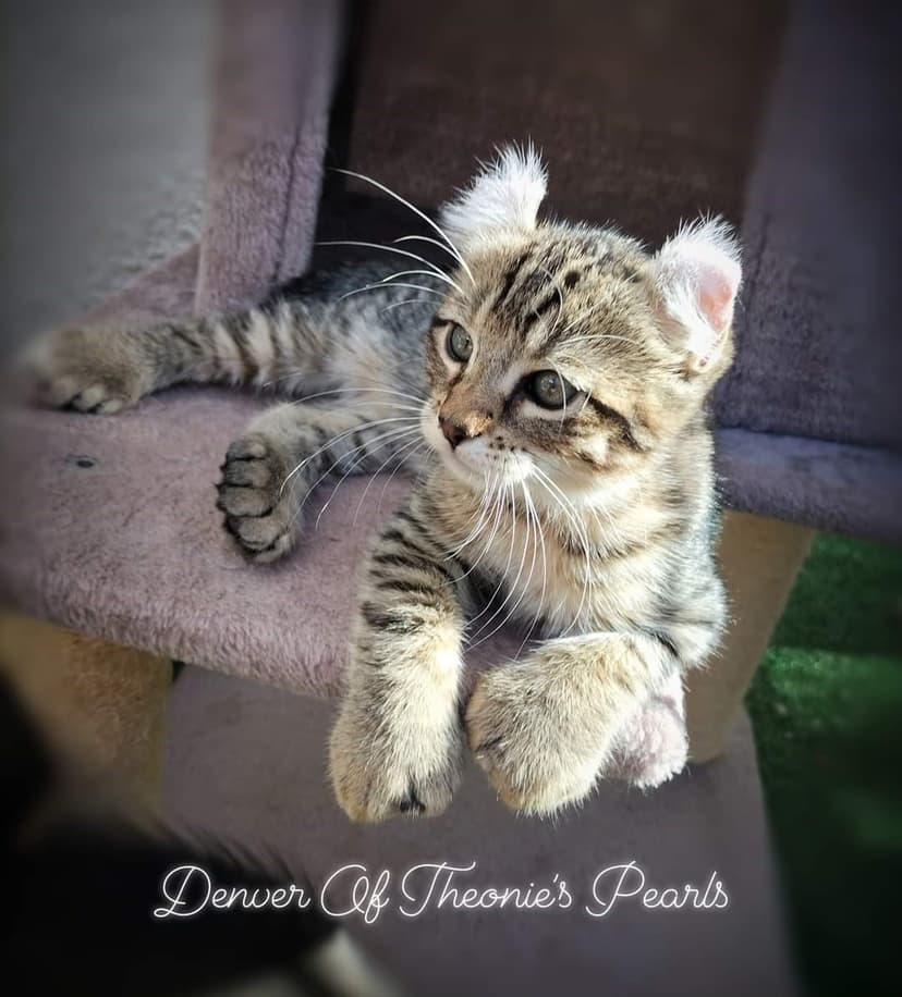 Highland Lynx de Theonie's Pearls