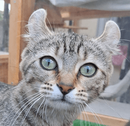 Theonie's Pearls Logo