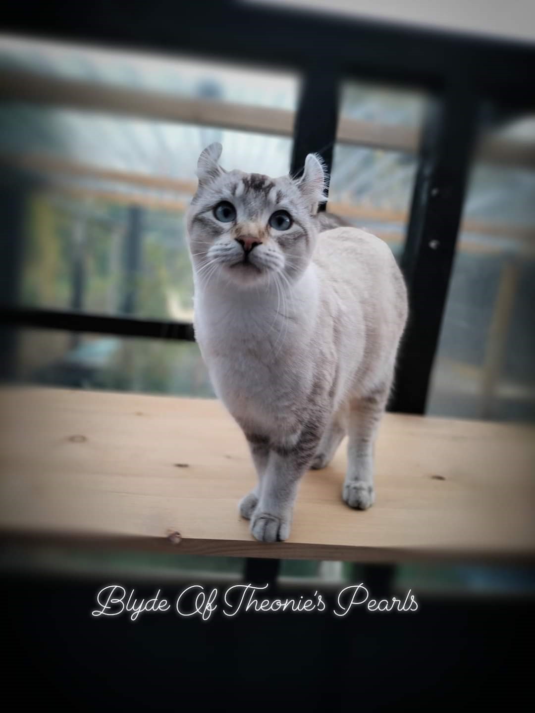 Blyde - Highland Lynx