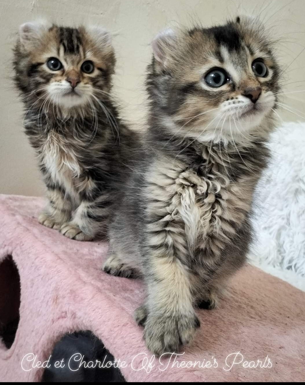 Cled et Charlotte - Environnement familial Highland Lynx