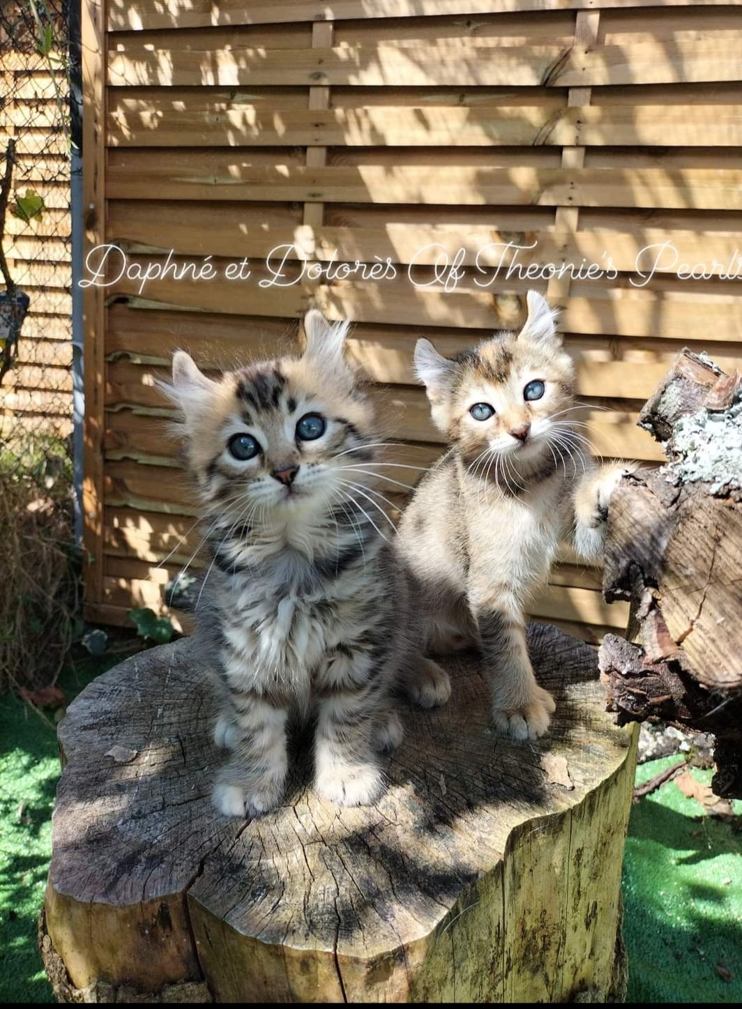 Daphne et Dolores - Complicité Highland Lynx