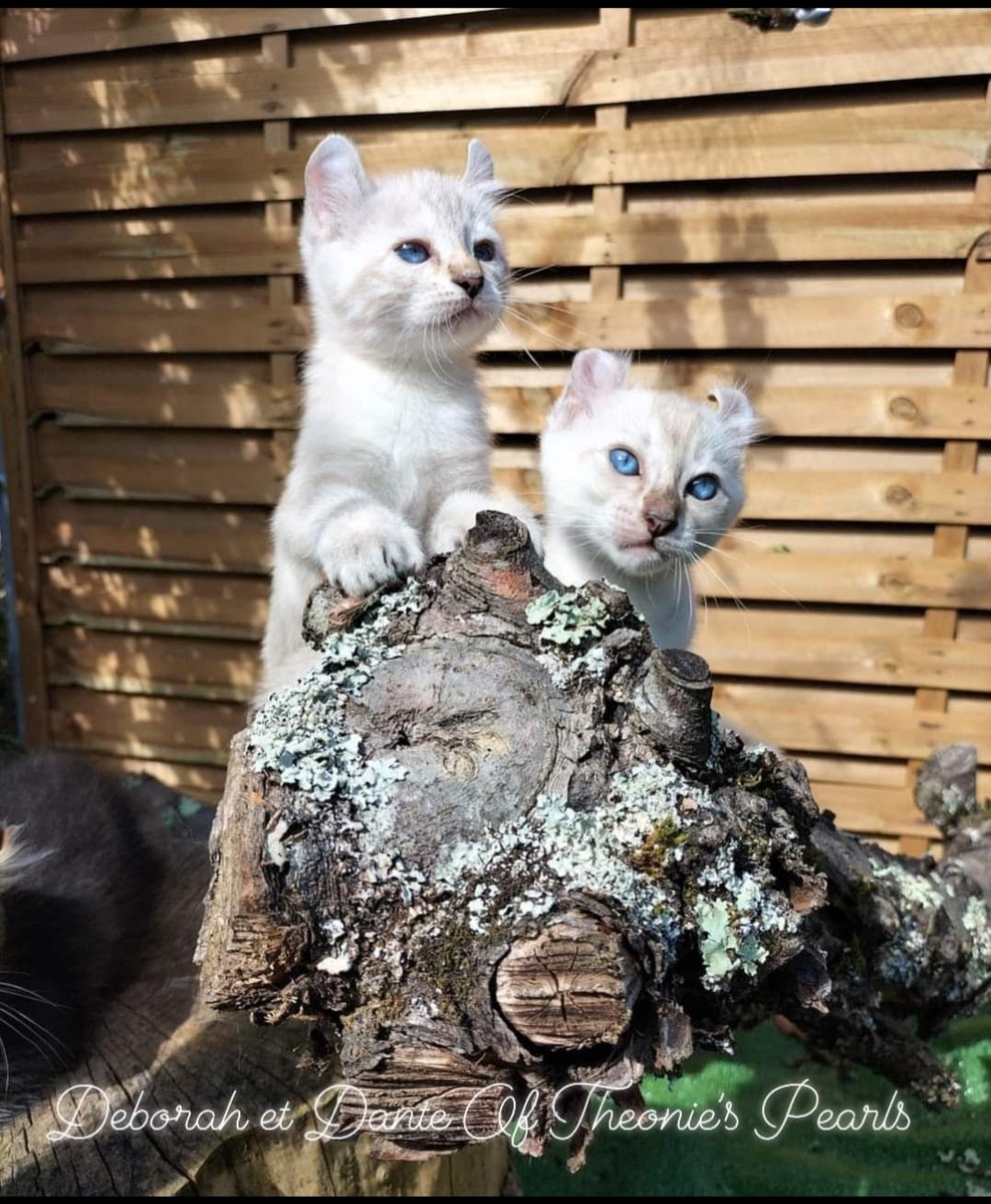 Deborah et Daphne - Socialisation Highland Lynx