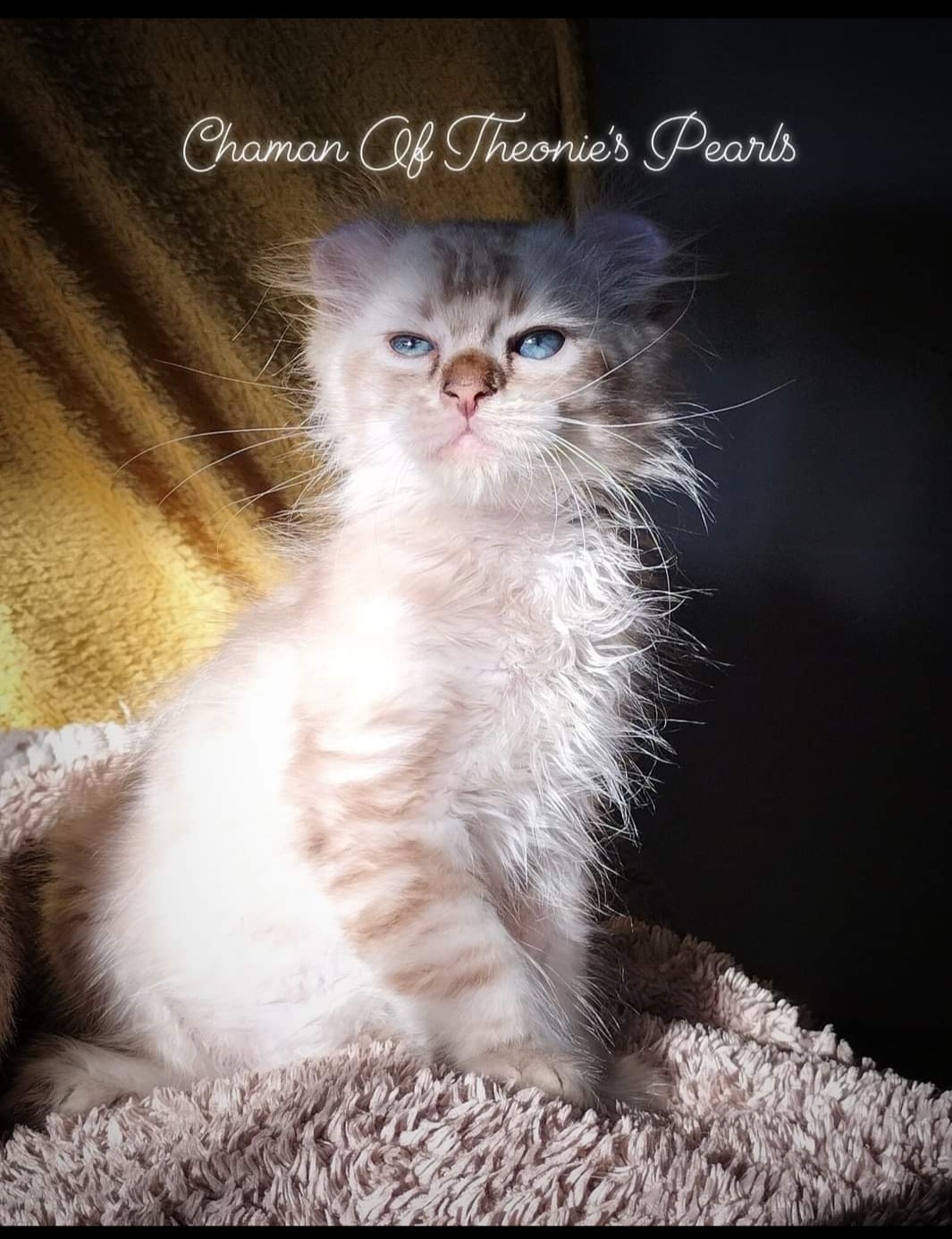 Chaman - Highland Lynx