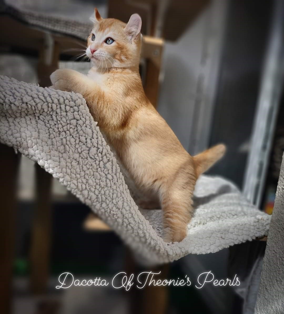 Dacotta - Highland Lynx