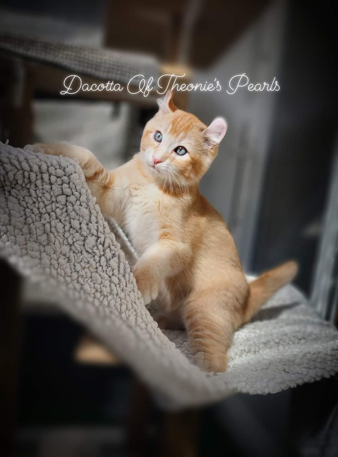 Dacotta - Highland Lynx Theonie's Pearls