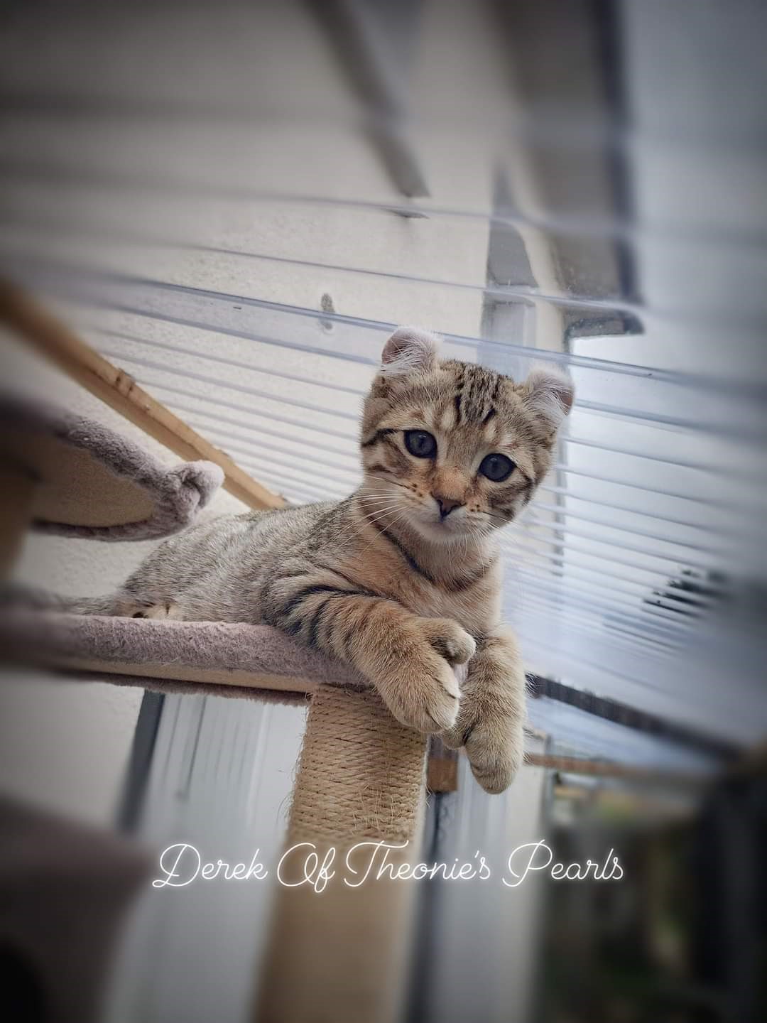 Derek - Highland Lynx