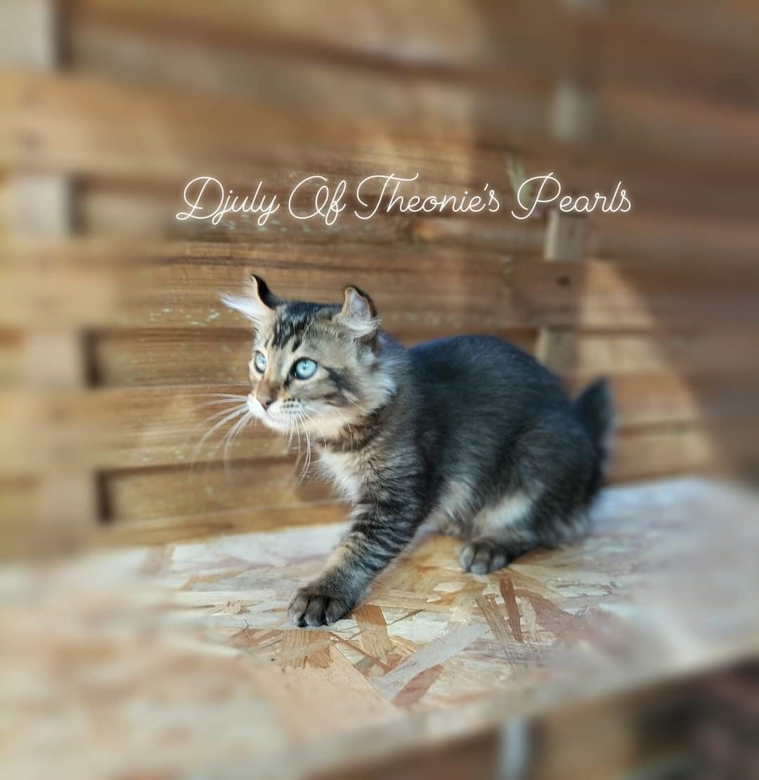 Djuly - Highland Lynx