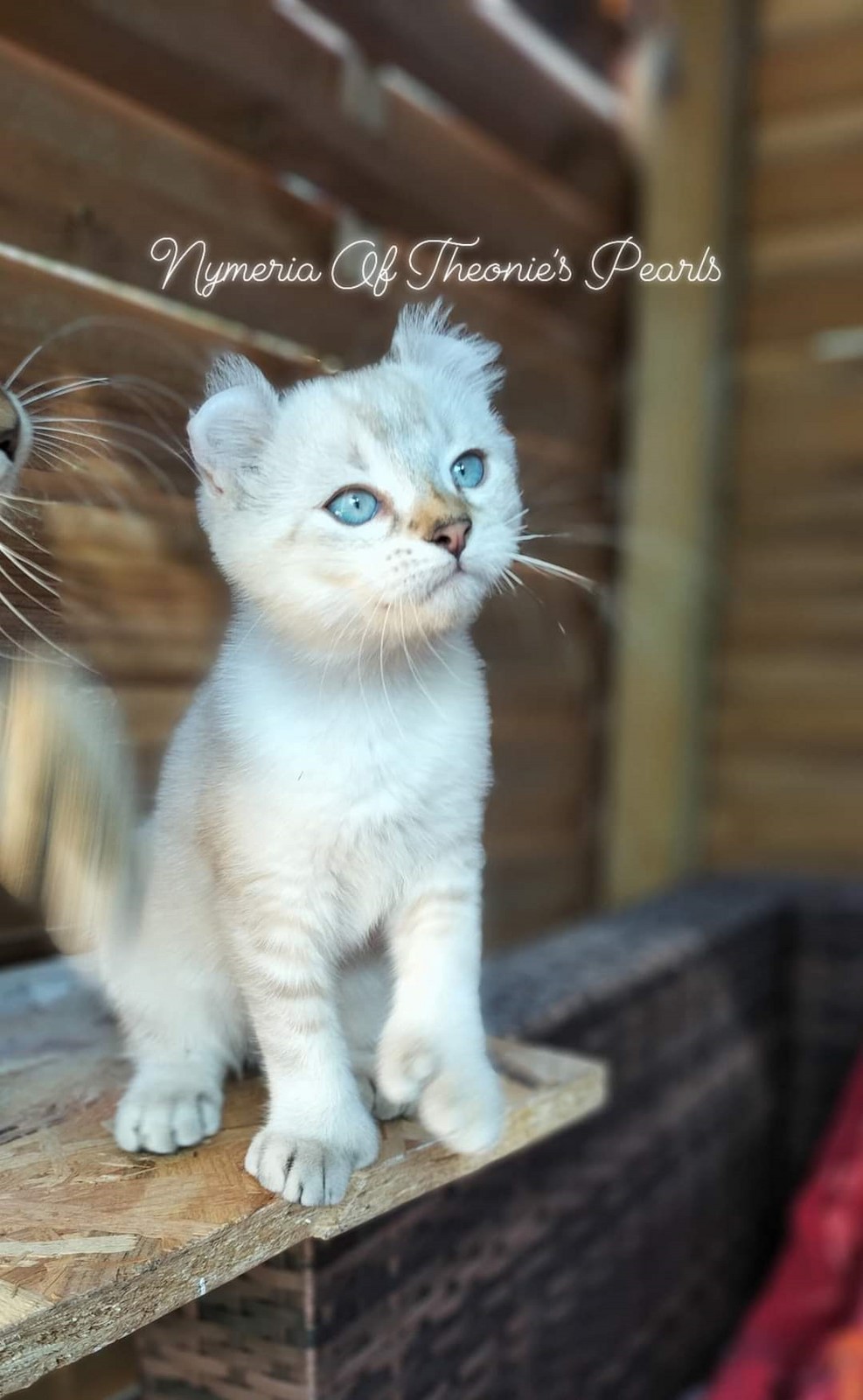 Nymeria - Highland Lynx