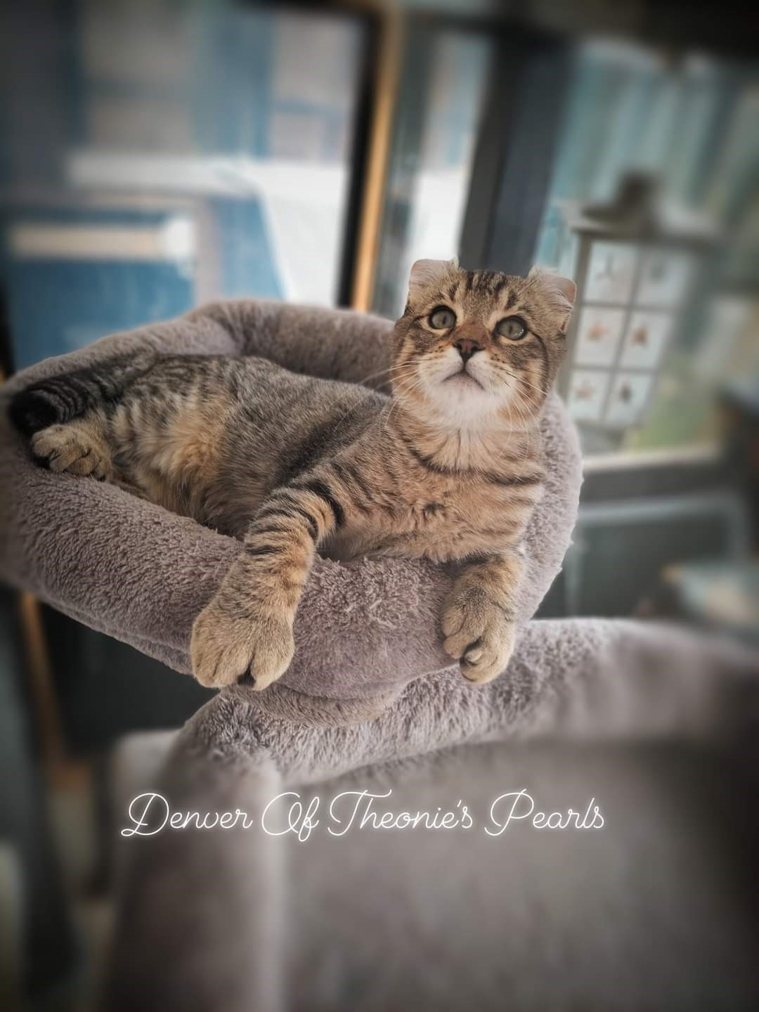 Denver - Highland Lynx parfait exemple