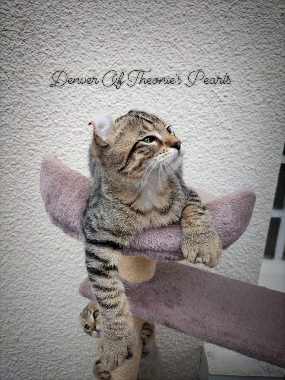 Denver - Exemple parfait Highland Lynx