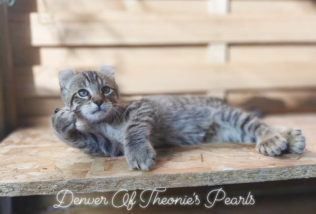 Denver - Représentant de nos lignées