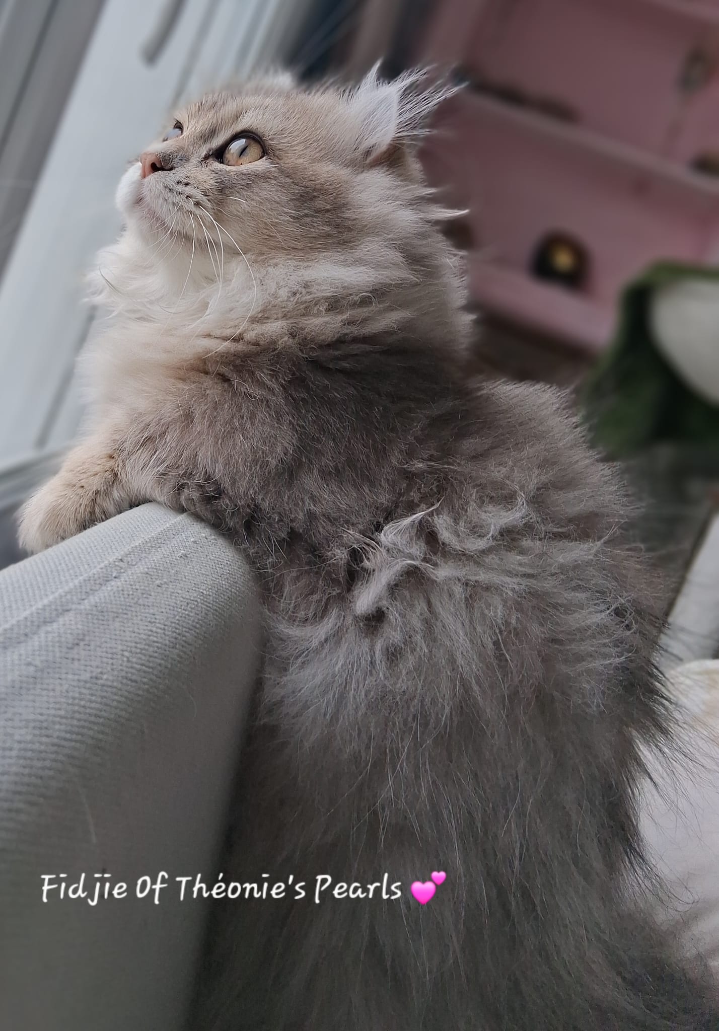 Fidji - Jaguarundi Curl - Photo 1