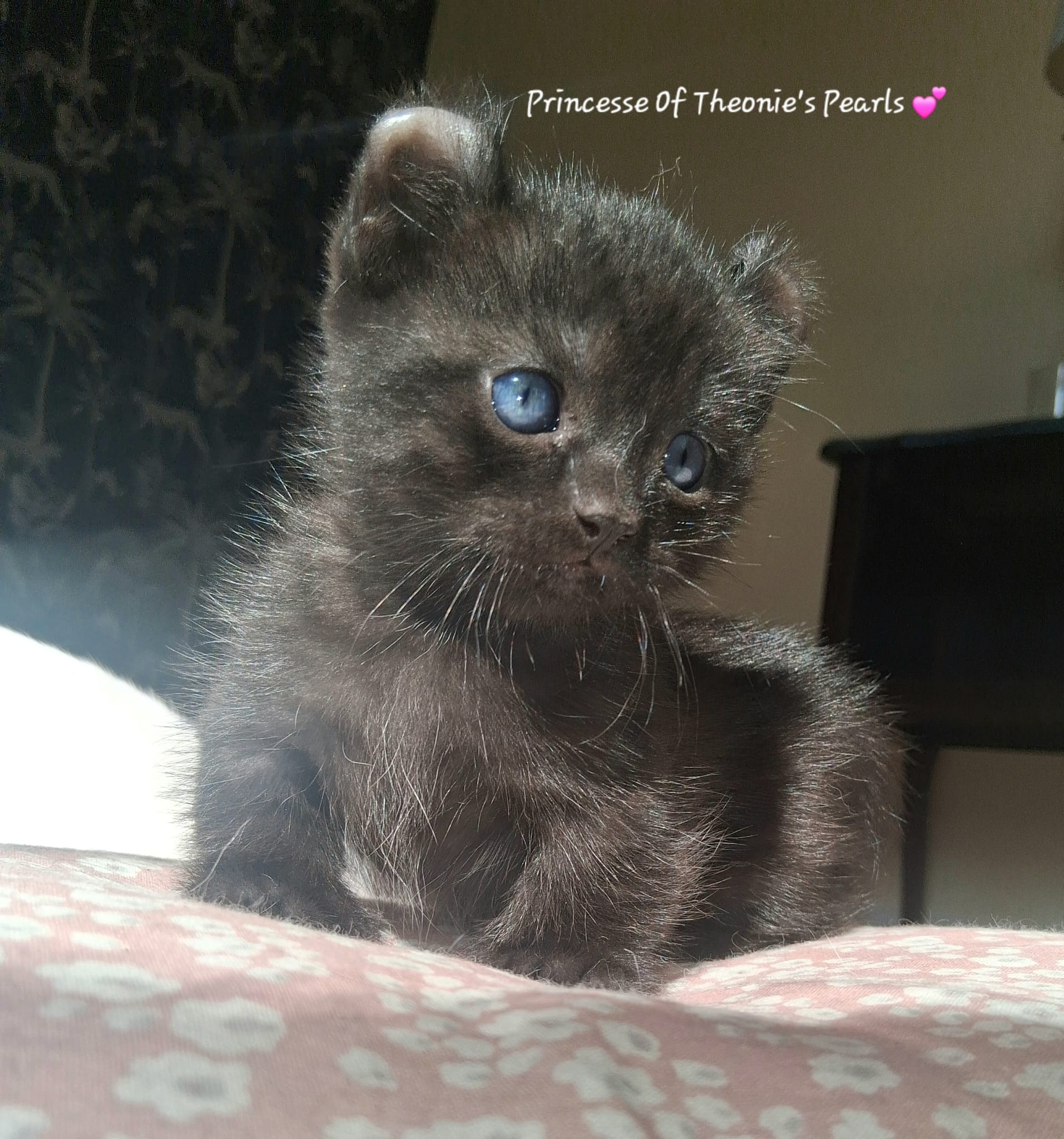 Princess - Meerkat - Photo 1